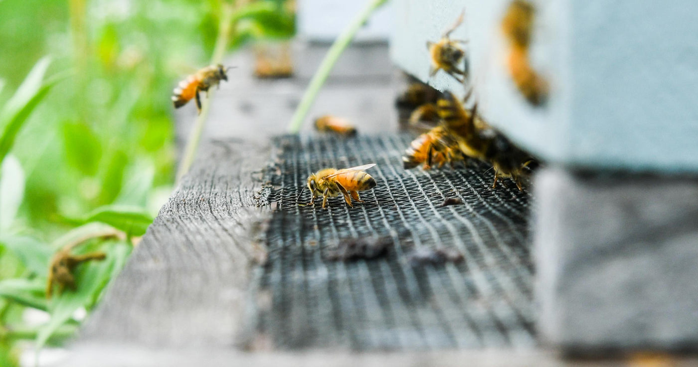 Bees at the hive