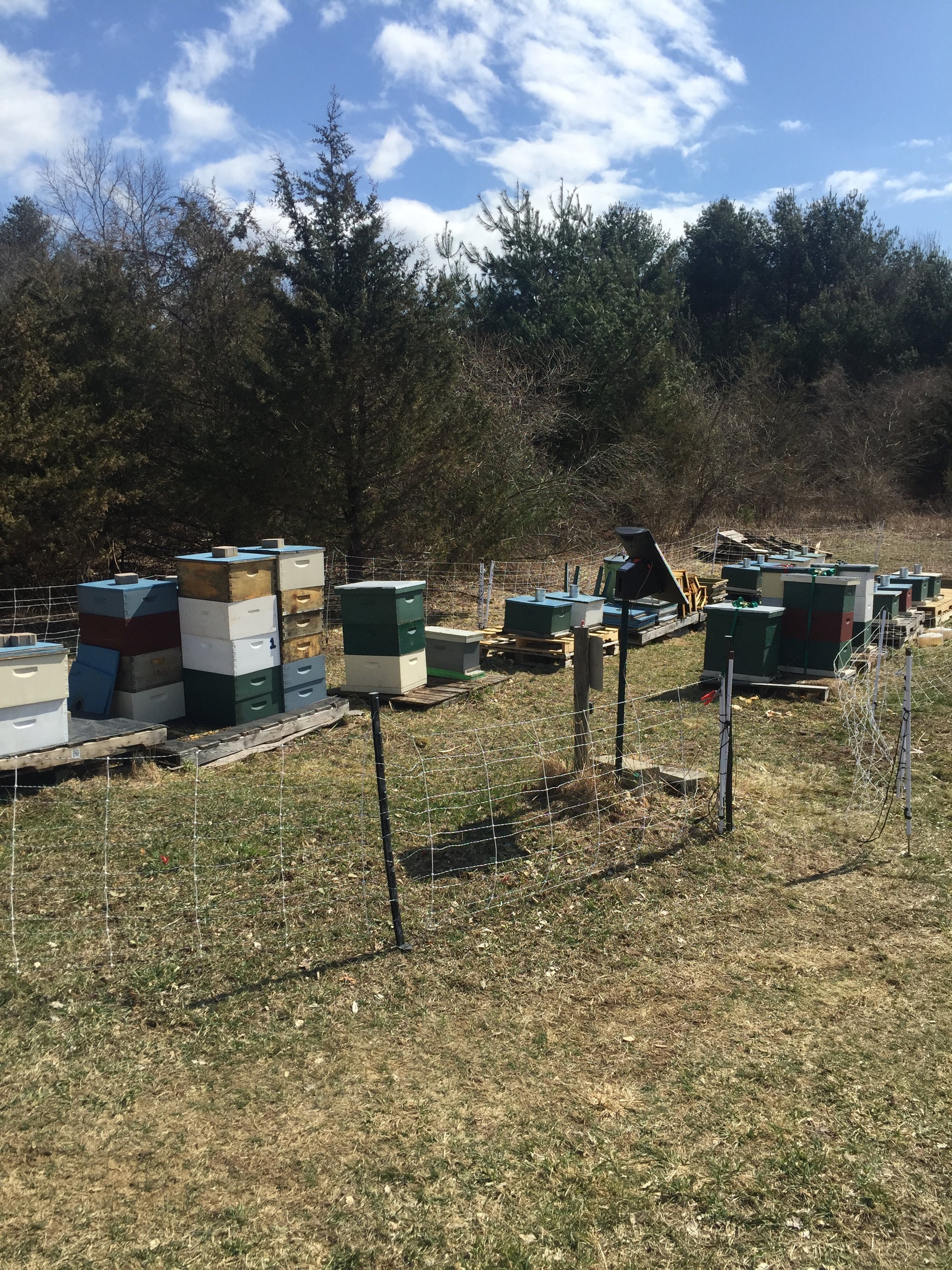 Rows of honey bee hives at Hilltop Apiaries