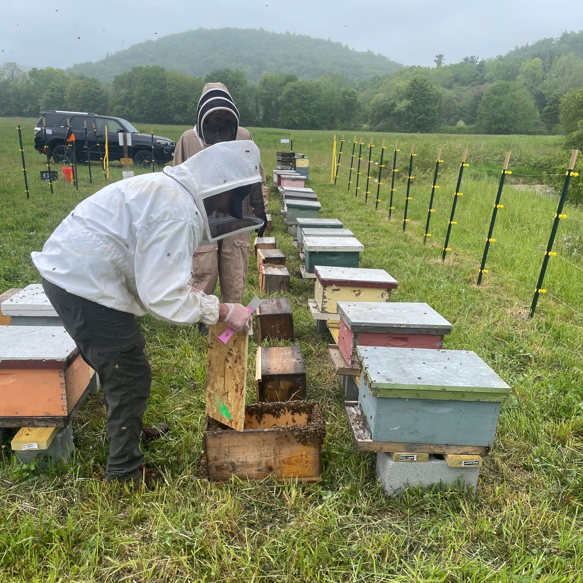 Beekeeper inspecting honey bee hives at Hilltop Apiaries